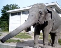 elefante001_1280