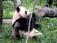 panda_001_1600