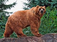 urso_002_1600