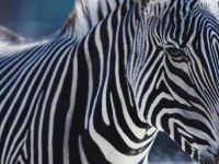 zebra_zoom1024