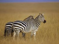 zebras_001_1600