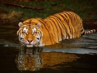 tigre_agua_001_1600