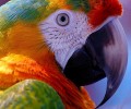 Animais Aves