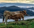 Animais da Fazenda